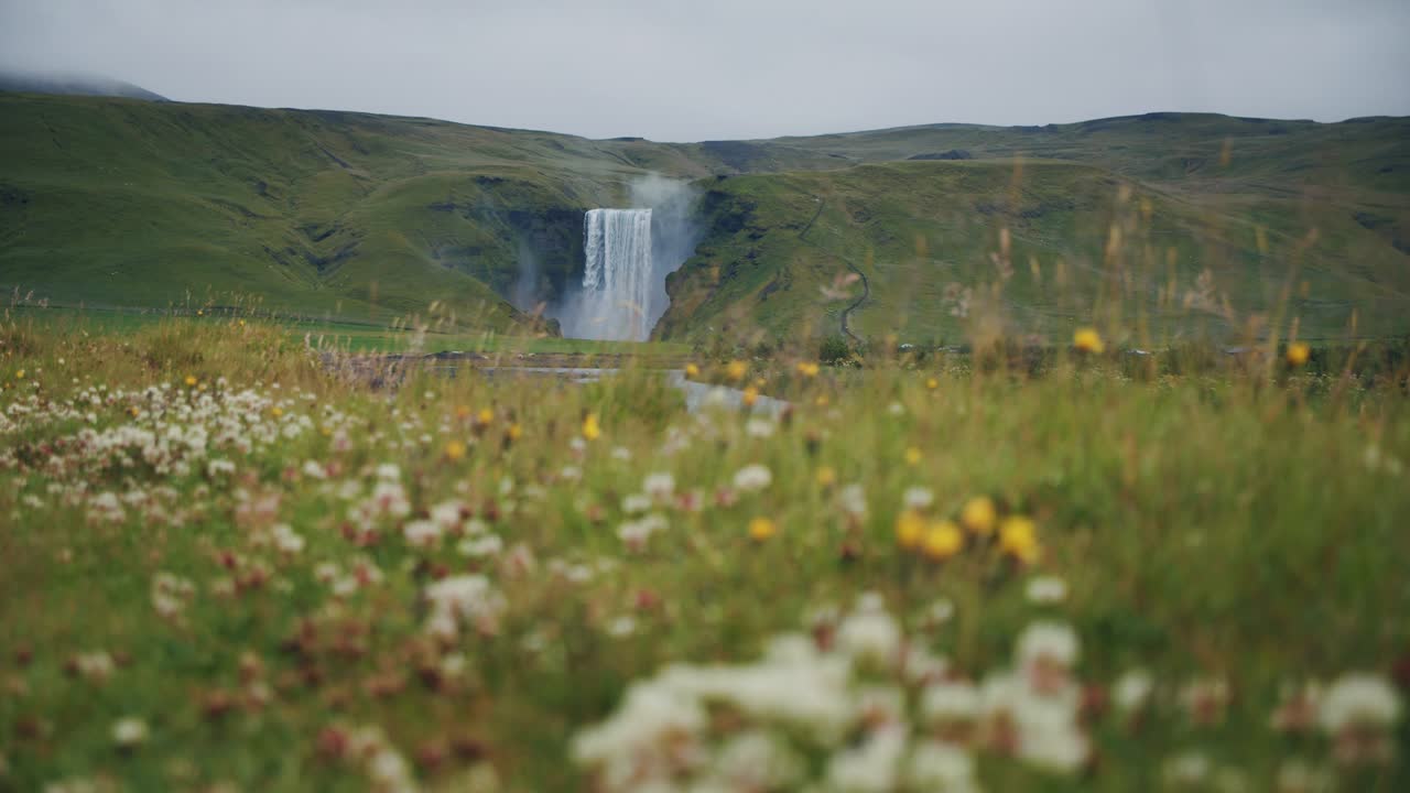 catarata de skogafoss con un campo de flores en primer plano en islandia