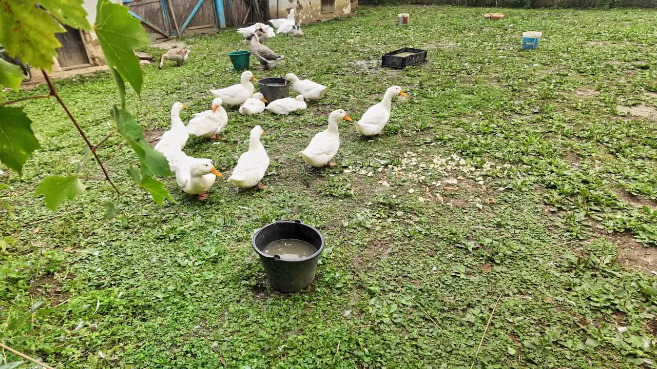 Flock of white geese waddle in a grassy farm yard