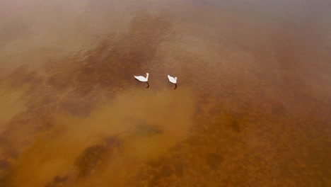 aerial view of swans swimming in the lake during sunny spring day