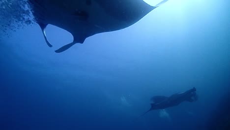 Giant-manta-swims-on-top-of-a-diver-as-anther-manta-appears-from-behind-on-top-with-bubbles-on-its-stomach