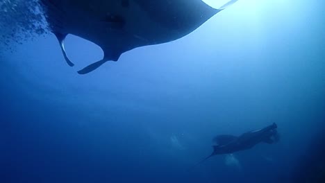 Riesenmanta-Schwimmt-Auf-Einem-Taucher,-Während-Ein-Weiterer-Manta-Von-Hinten-Mit-Blasen-Auf-Dem-Bauch-Auftaucht