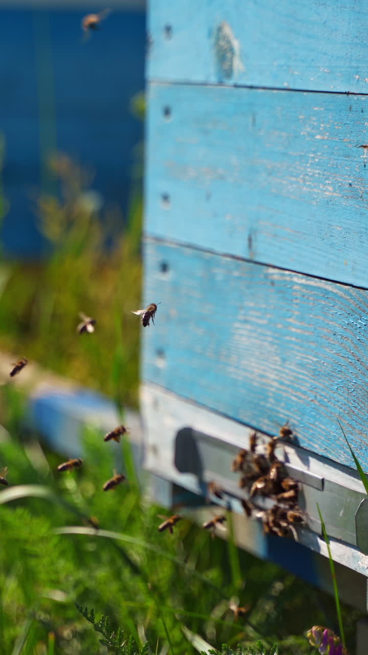 Bees near hive. Busy insects flying and crawling into the beehive to carry pollen. Wooden hive with bees on green grass in summer. Close-up. Vertical video