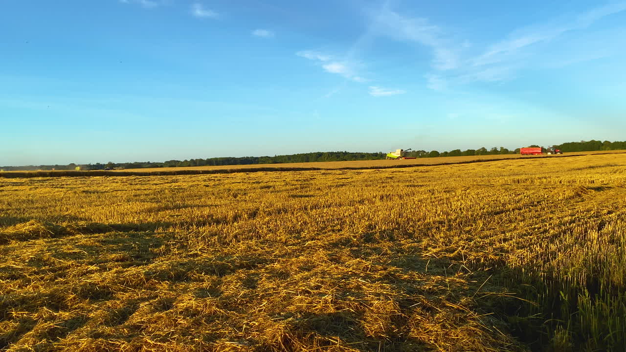 Golden farmers wheat field during golden lights, blue sky and working combine harvester in background