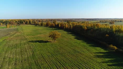 Colorful-seasonal-forests-in-autumn-fall-aerial-wide-view