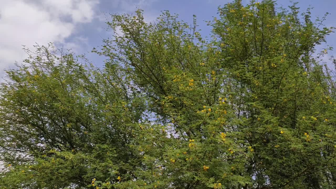Blossoming yellow flowers tree branches, half tree branches with cloudy sky background