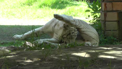 Weißer-Tiger,-Der-Sich-Bei-Sonnenschein-Und-Klarem-Wetter-Mit-Der-Zunge-Reinigt,-Während-Er-Sich-Im-Zoo-Ausruht