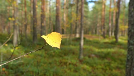 autumnal-forest-scenery-with-a-yellow-birch-leaf-on-focus