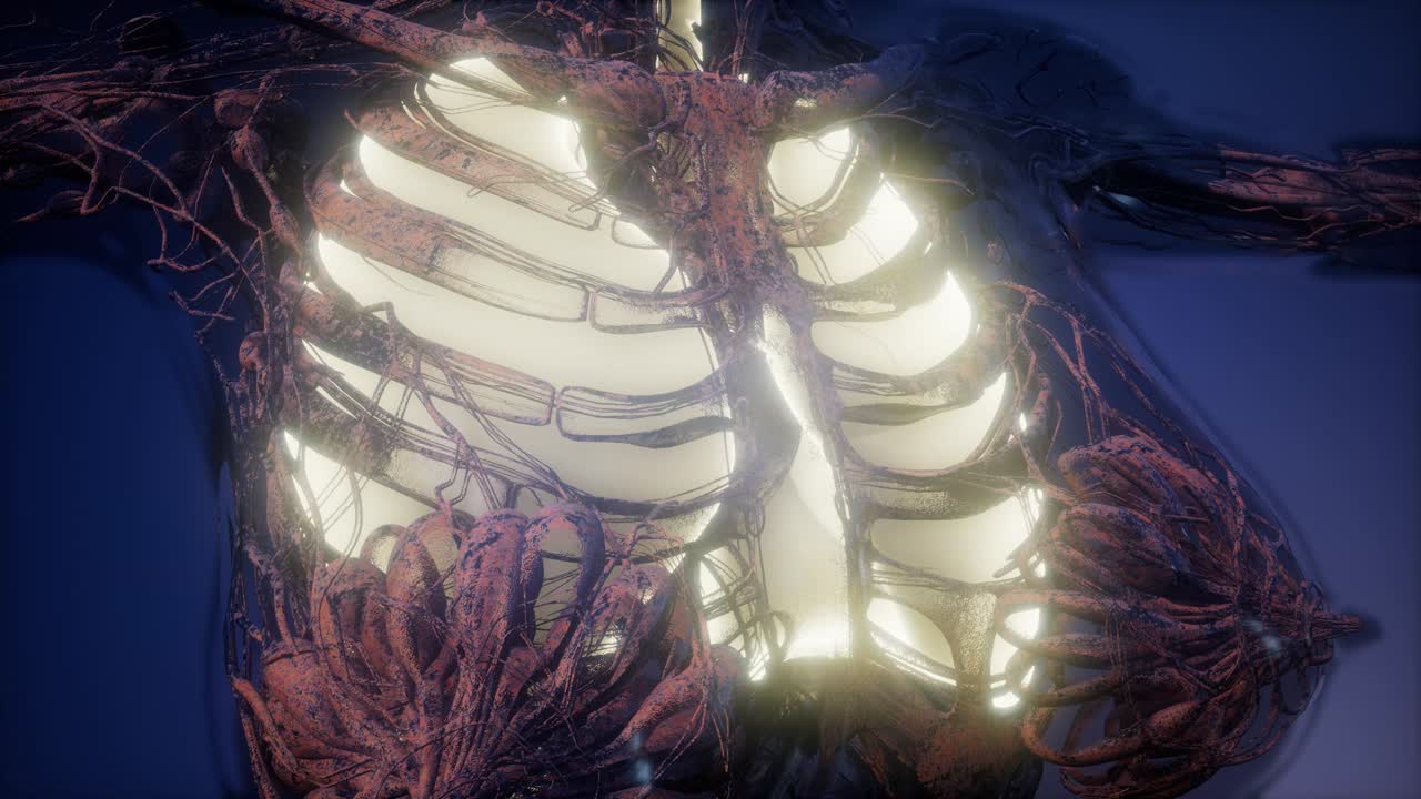 눈에 띄는 폐를 가진 인간의 몸