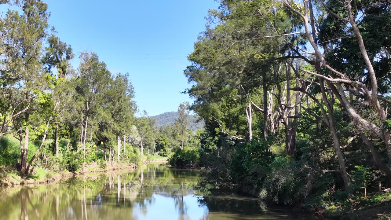 A serene forest stream flows under clear skies, surrounded by lush greenery and tall trees, captured in natural lighting