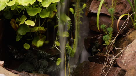 Zeitraffer-Und-Zeitbelichtung-Kippen-Vom-Wasserfall-Zum-Teich-Mit-Wirbelnden-Wasserpflanzen-Und-Koi-Fischen,-Die-Durch-Das-Wasser-Streifen