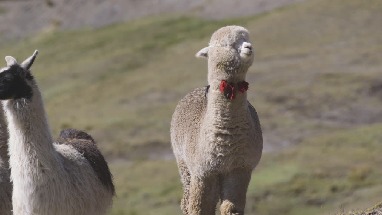 una alpaca y una llama en los andes peruanos