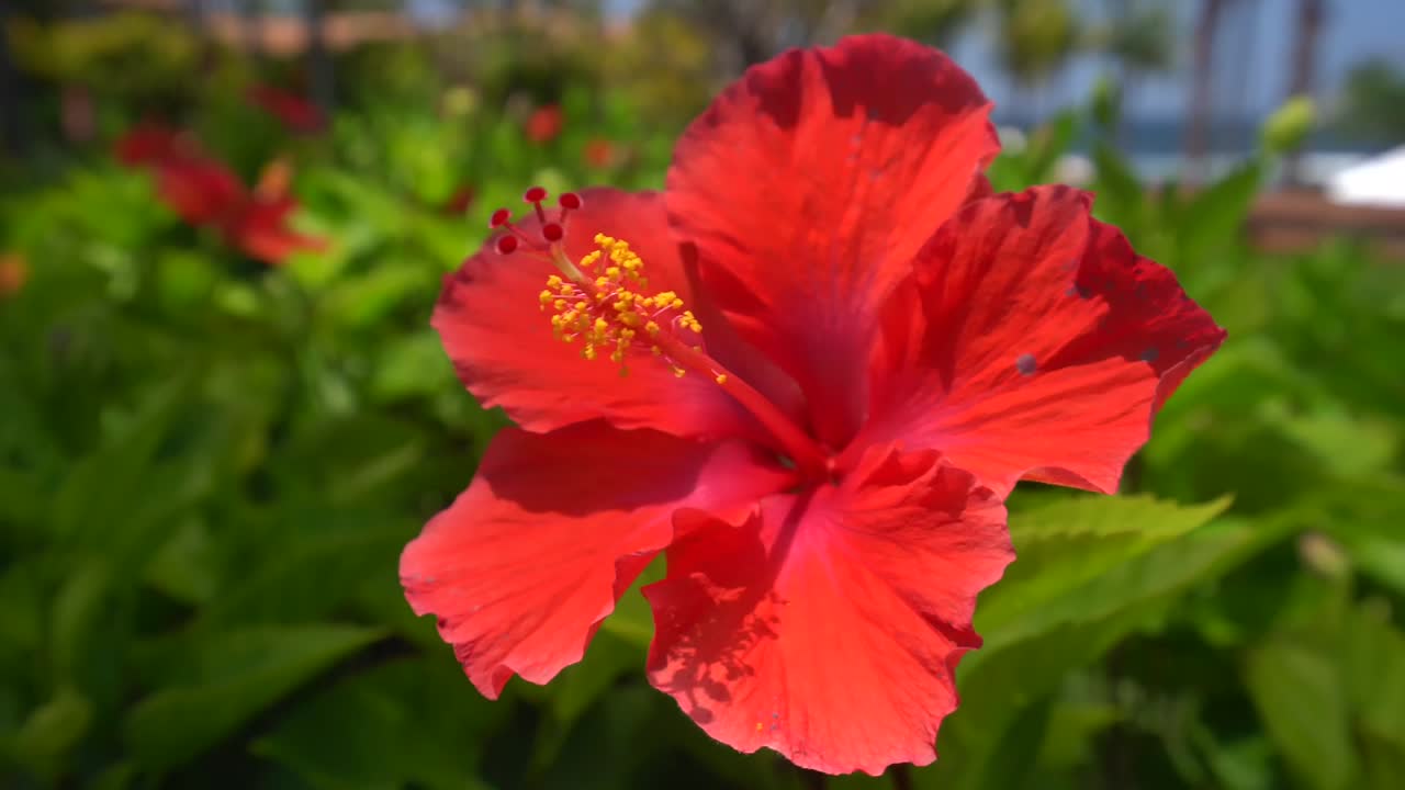 Tropical red hibiscus flower at a beach vacation resort