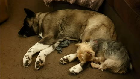two dogs sleeping on a carpeted floor. stretching without waking up