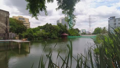 Cerca-De-Juncos-En-Un-Lago-De-Cafetería-En-La-Ciudad-De-Bangkok-Rodeado-De-Naturaleza-Verde