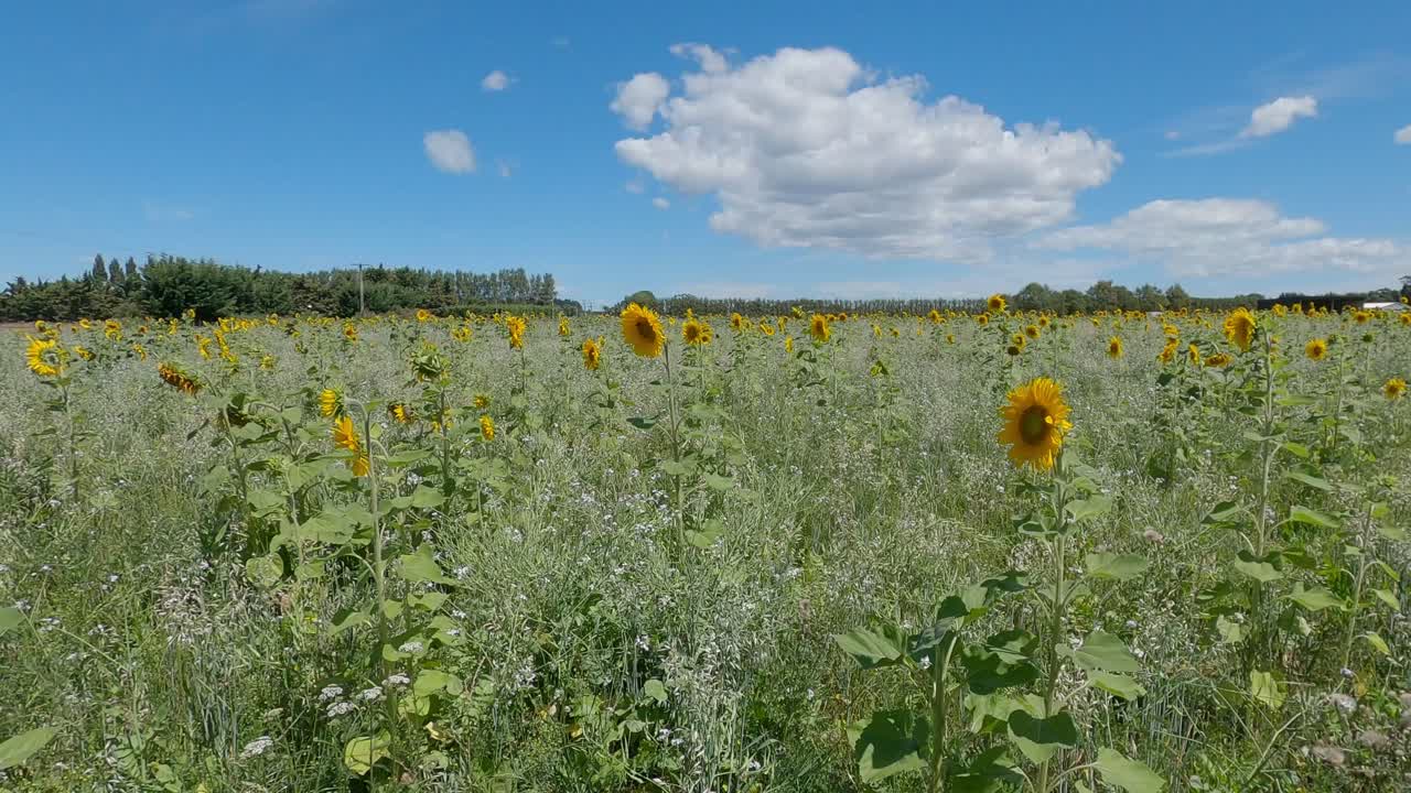 Slow-motion walk beside field of beautiful sunflowers on a summer's day - Canterbury, New Zealand