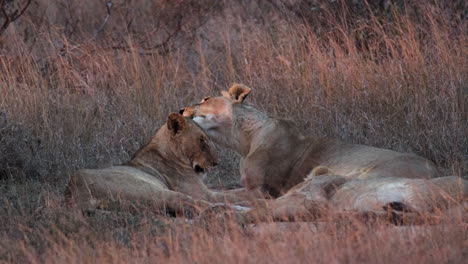 two female african lions lying on the savanna, licking each other in the wilderness