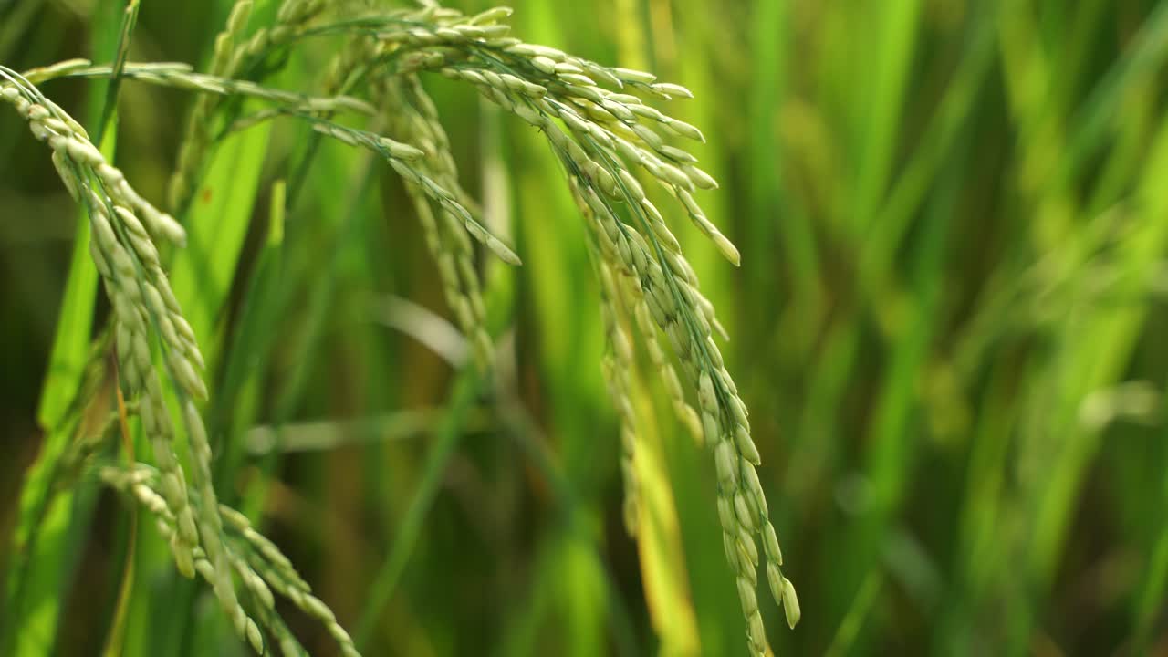 쌀은 많은 아시아 국가에서 주식입니다.