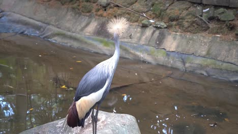 handheld motion shot of a grey crowned crane, balearica regulorum spotted at riverside, wondering around at surrounding environment, bending its long skinny neck and looking into the water