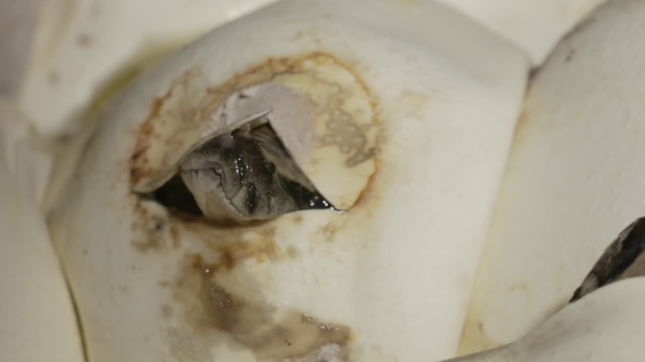 pan a bebé pitón emergiendo del huevo