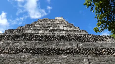 Turkey-vulture-standing-atop-the-pyramid-of-Temple-1-at-Chacchoben,-Mayan-archeological-site,-Quintana-Roo,-Mexico