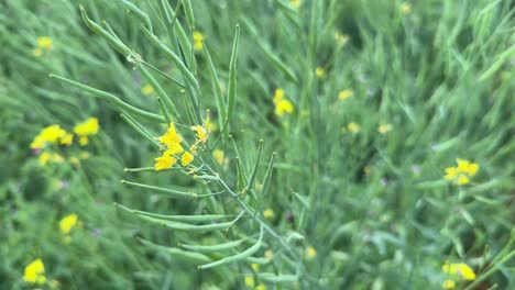 closeup shot of mustard plant with it's flower and seedpods