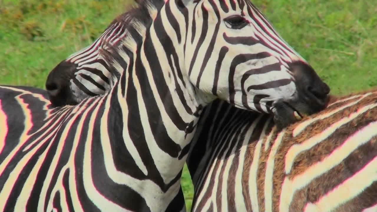 una cebra lame y muerde la grupa de otra cebra 1