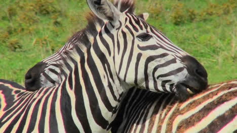 a zebra licks and bites the rump of another zebra 1