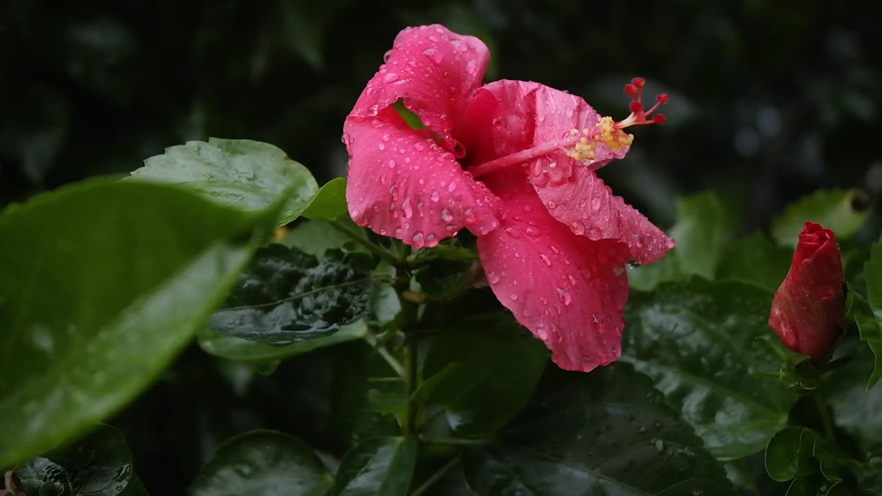 Canna, fiore rosso con gocce di pioggia