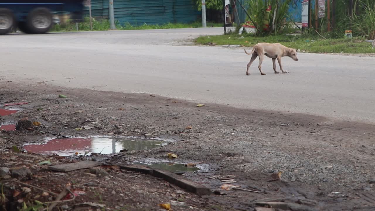 Static Shot of Dog Crossing the Road