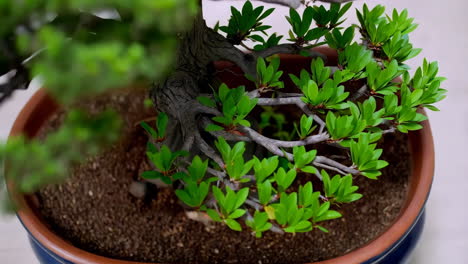 close-up of a vibrant green bonsai tree in a pot