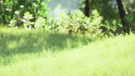 scenic view of the park with green grass field in city