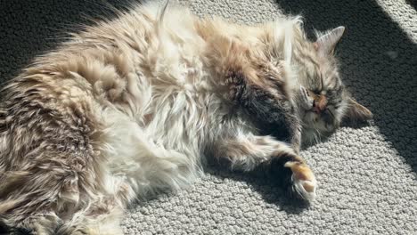 Close up shot of an adorable grey and tan adult female rag doll tabby happy cat basking in the sun on carpet resting and wagging tail enjoying her day
