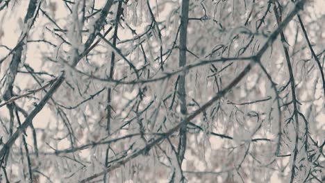 Zweige-Mit-Schnee,-Der-Im-Wind-In-Winterholz-Zeitlupe-Weht