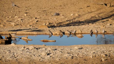 slow motio: cape turtledoves fly in and take off from waterhole in desert