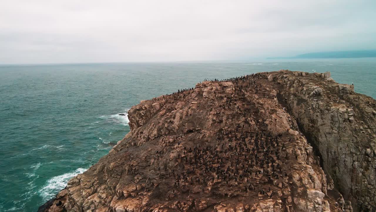 Close orbiting drone aerial of Piedra Blanca rock with dense seabird colony, Algarrobo, Chile, Pacific Ocean turquoise waves and horizon