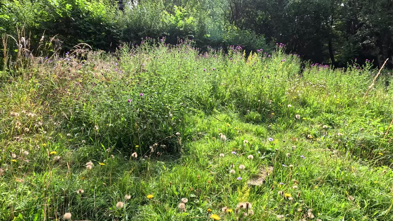 A gentle camera pan reveals a lush wildflower meadow in bright sunlight, surrounded by dense greenery in a botanical garden setting