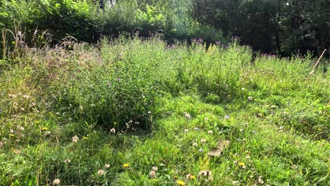 a gentle camera pan reveals a lush wildflower meadow in bright sunlight, surrounded by dense greenery in a botanical garden setting