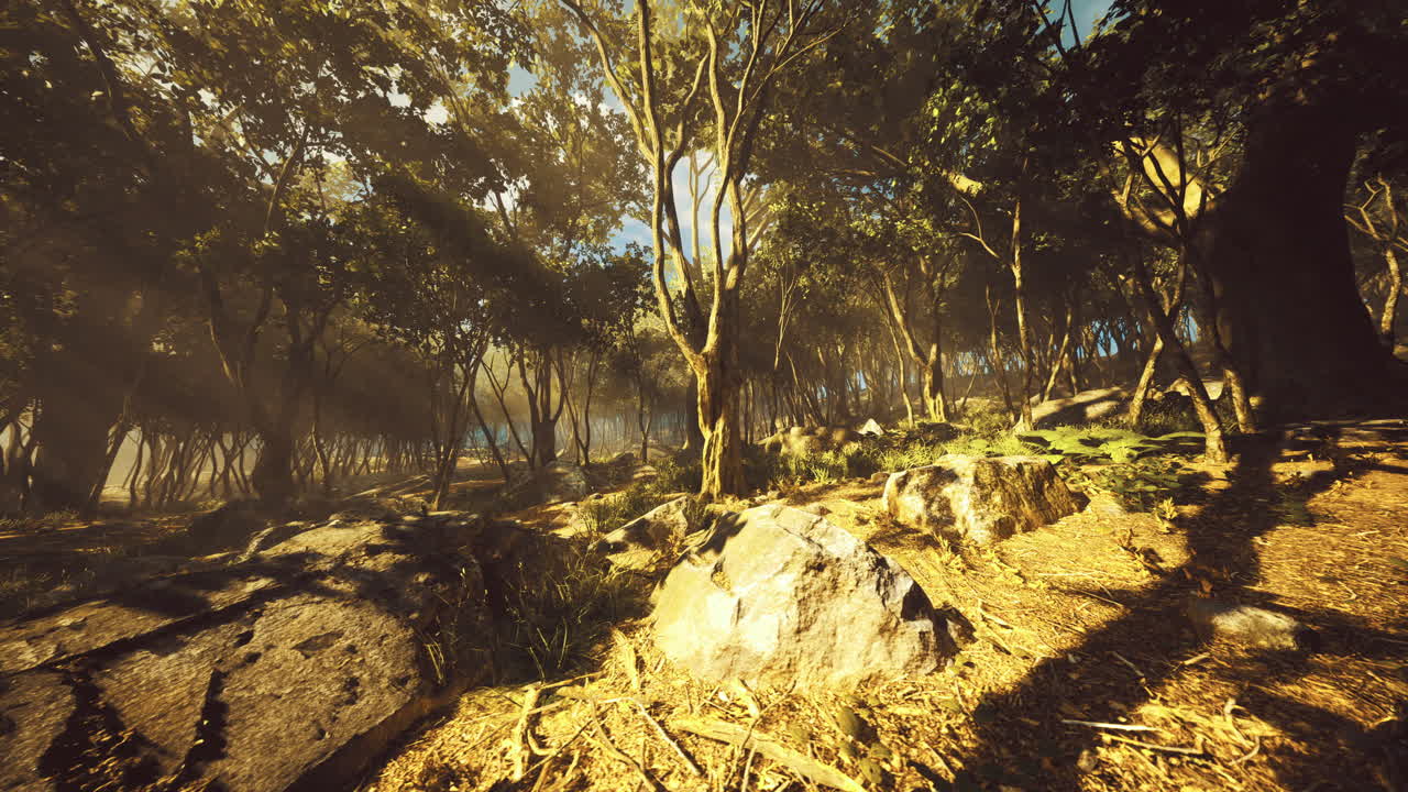 Morning light filters through a lush forest creating a serene atmosphere