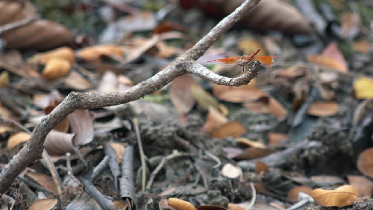 Medium Shot of Twig with a Red Dragon Fly Who's Wings are Moving in the Wind with the Forrest Floor in the Background With Dry Leaves