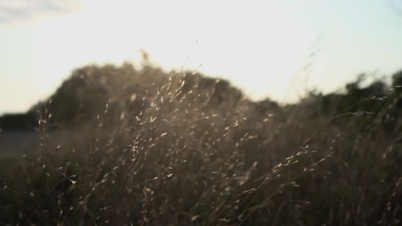 Tall Grass Blows In The Wind At Sunset in Slow Motion.