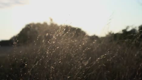 tall grass blows in the wind at sunset in slow motion.