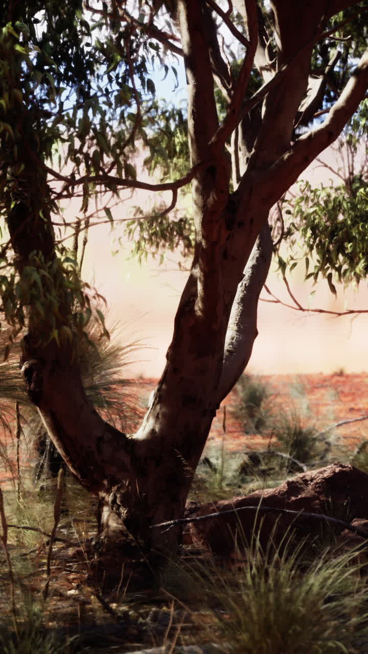 A close-up of a tree trunk in a dry, desert landscape