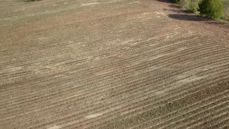 Flying-high-over-the-harvested-corn-field,-aerial-shot---TILT-UP