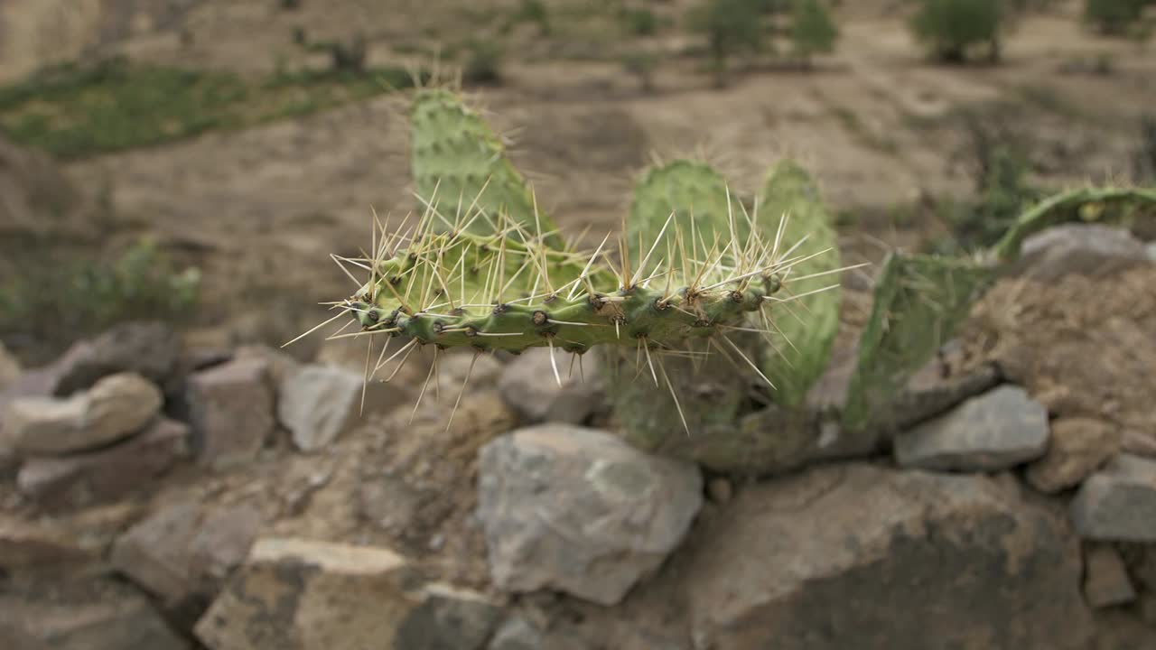 Cactus filmed close up with gimbal in colca canyon, peru.