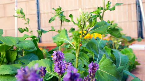 a lady bug clings to a plant stem in the garden on a windy day