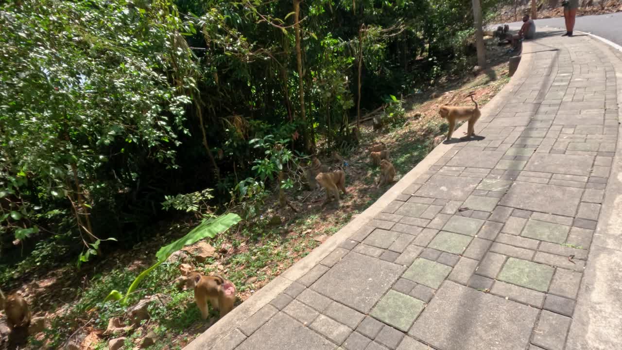 Wild monkeys roam and interact on sunlit sidewalk beside lush Phuket jungle, handheld camera movement