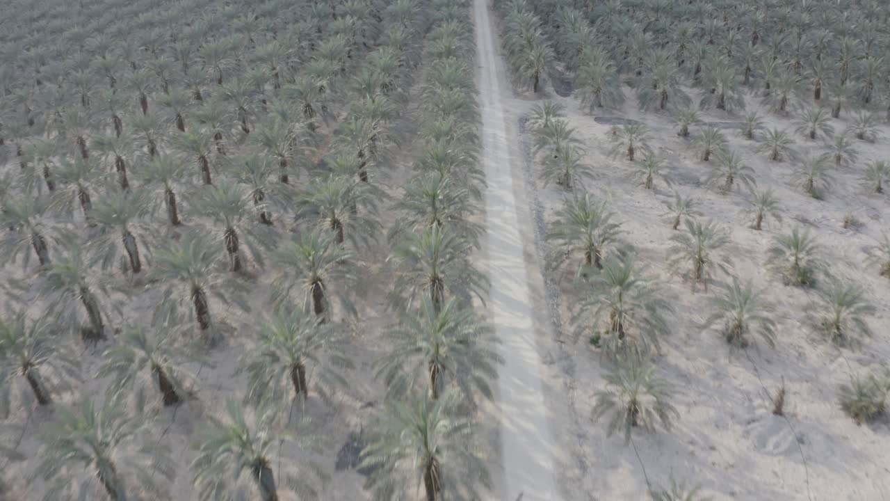 Aerial fly over and tilt down over a Palm Plantation rows, Drone shot