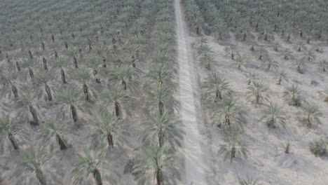 Aerial-fly-over-and-tilt-down-over-a-Palm-Plantation-rows,-Drone-shot