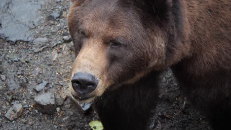 hermoso oso marrón, de cerca, en alaska