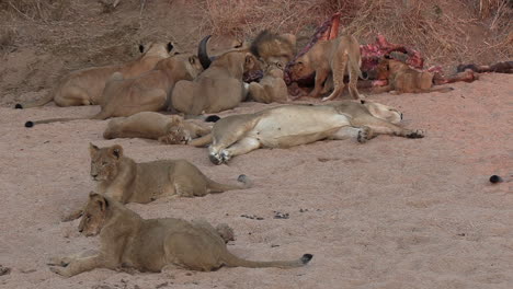 pride of lions playing and feasting on dead animal in african wild